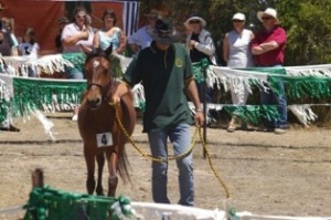 The Annual Auction of Coffin Bay yearling Brumbies