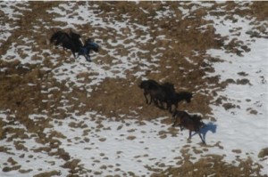 Brumbies on the Victorian Bogong High Plains