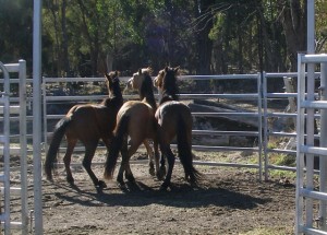 New arrivals need to settle in small yards at the New England Brumby Sanctuary