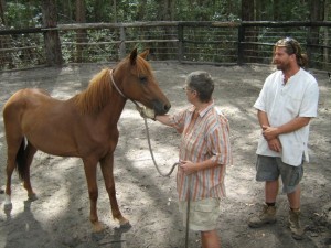 Adopting a Brumby from the South East Queensland Brumby Association