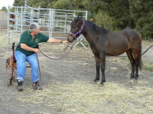 Jill Pickering and her adopted Coffen Bay Brumby Dusty