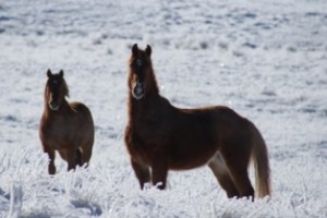 Wild Kosciuszko Brumbies