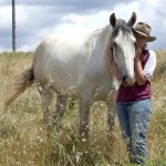 lucky WA Brumby has a new home