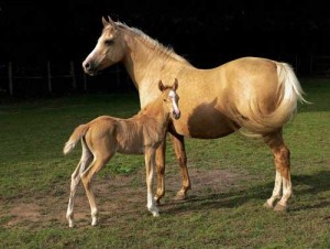 A Mare and her foal