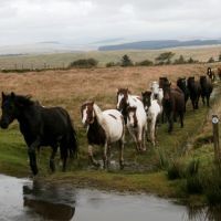 Dartmoor Ponies in Dartmoor National Park