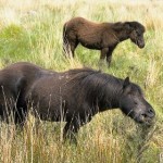 Conservation Grazing by ponies in Dartmoor National Park