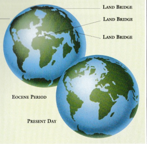 Eocene Land Brigdes