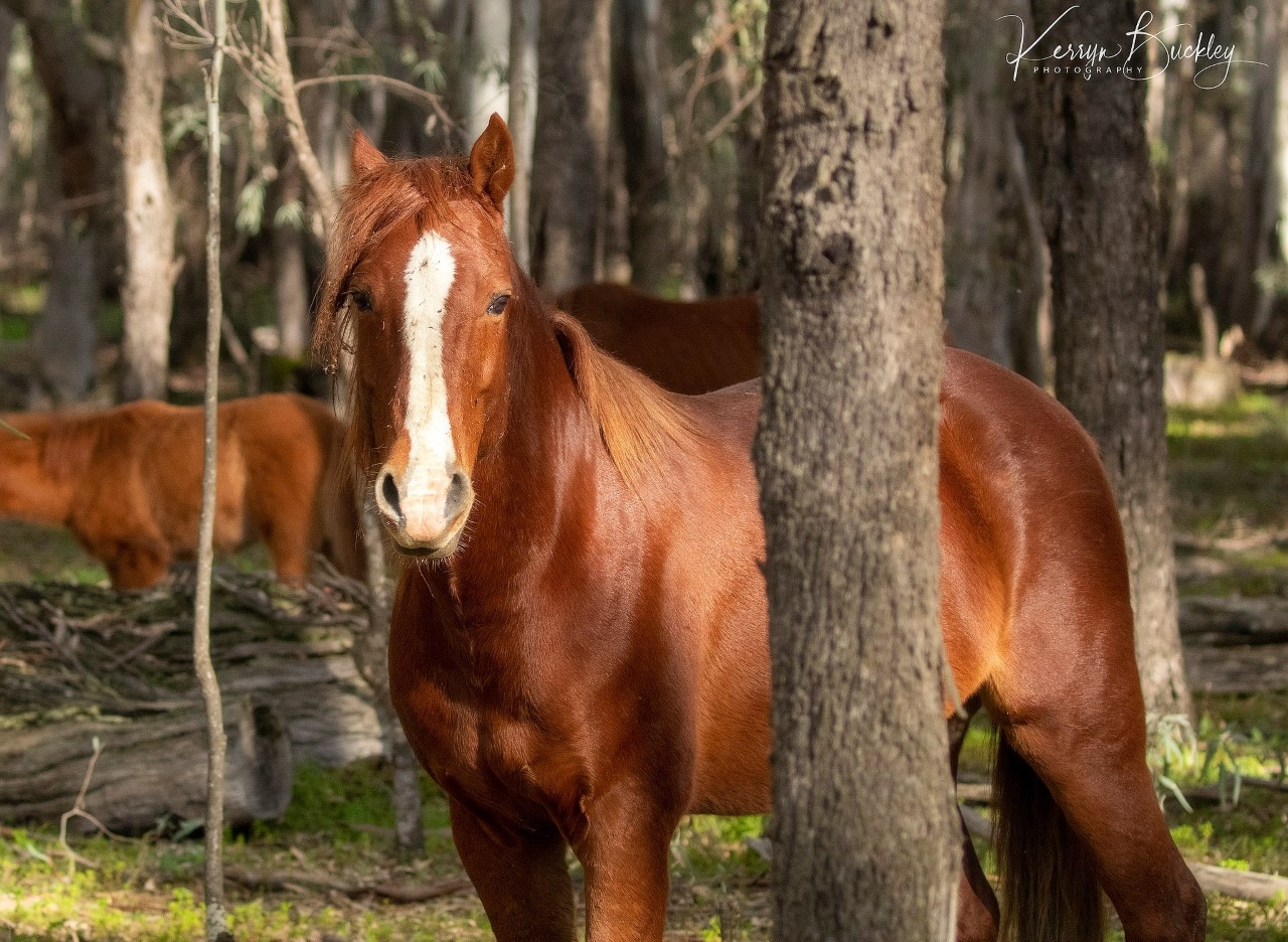 Gallery – Barmah, Victoria – Australian Brumby Alliance