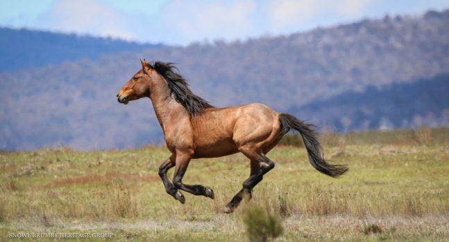 Gallery – Kosciuszko, NSW – Australian Brumby Alliance