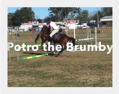 Potro the Brumby – Australian Brumby Alliance